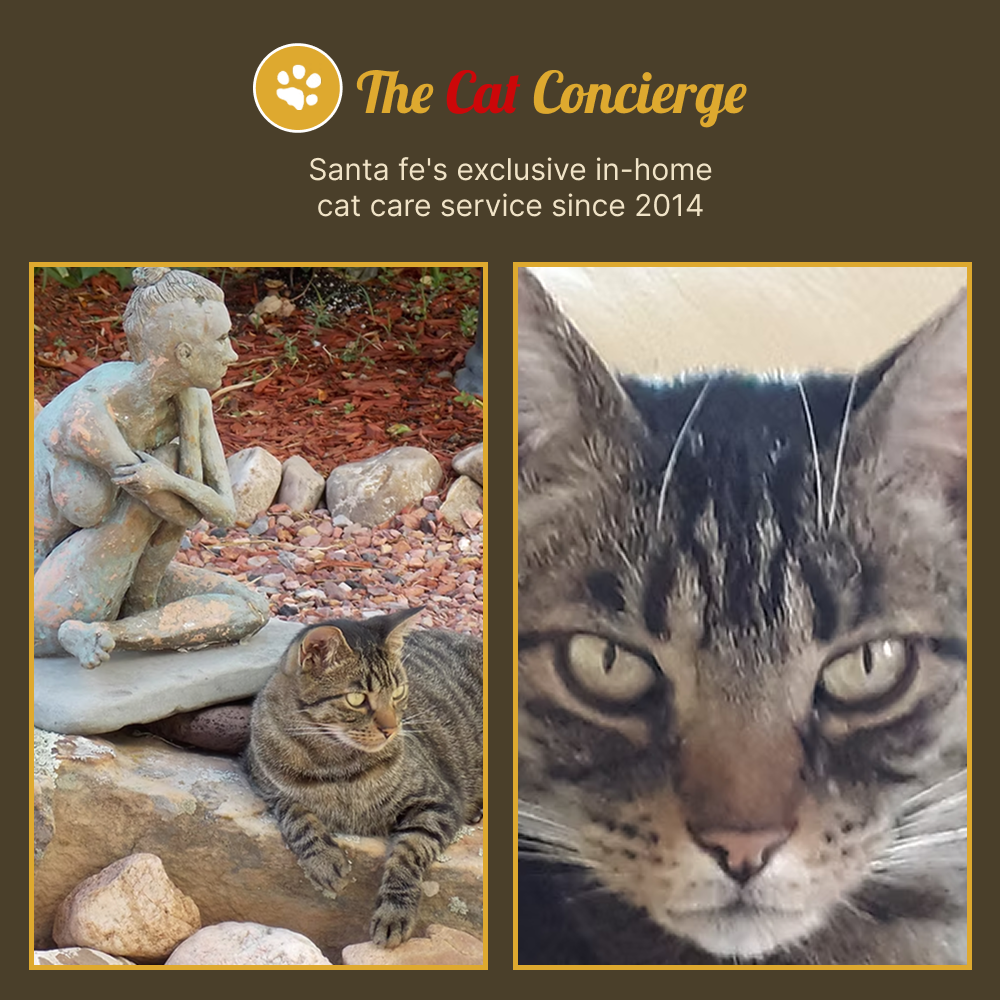 The Cat Concierge Santa Fe